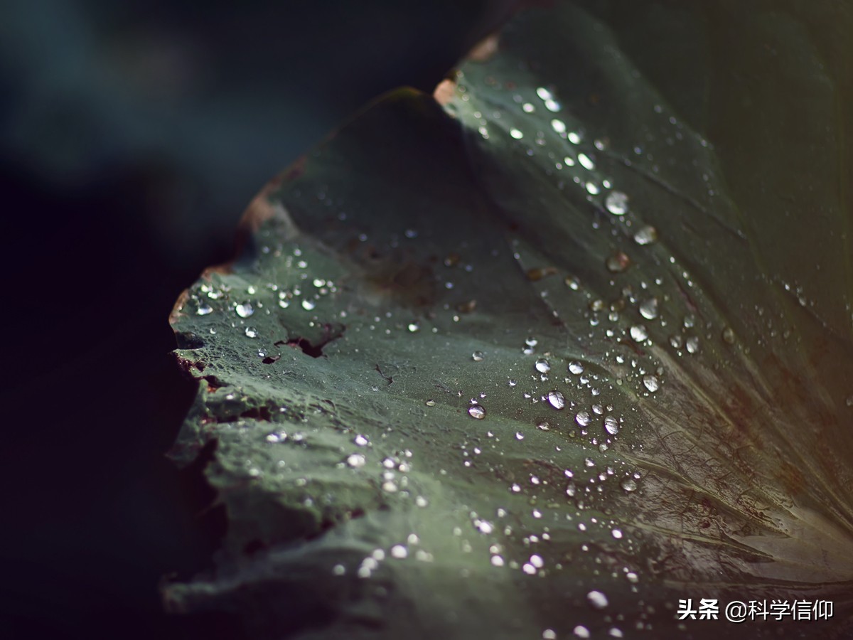 好的荷花怎么处理,荷花是怎样从淤泥中生长出来的