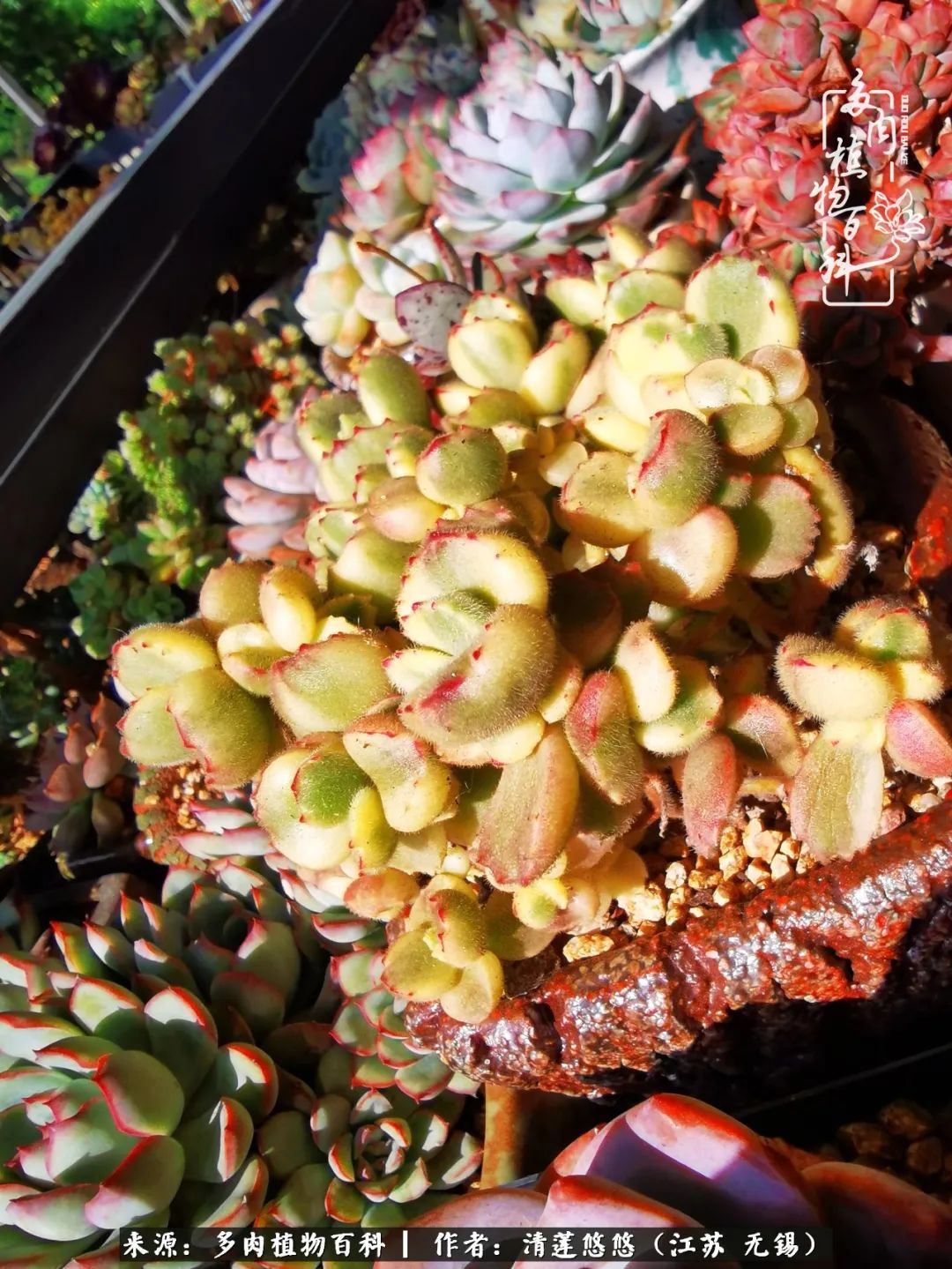 可爱多肉的露脸照,多肉大合照视频