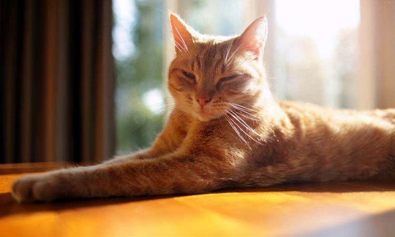 猫咪上火吃什么降火最快,猫咪眼睛上火发炎怎么处理