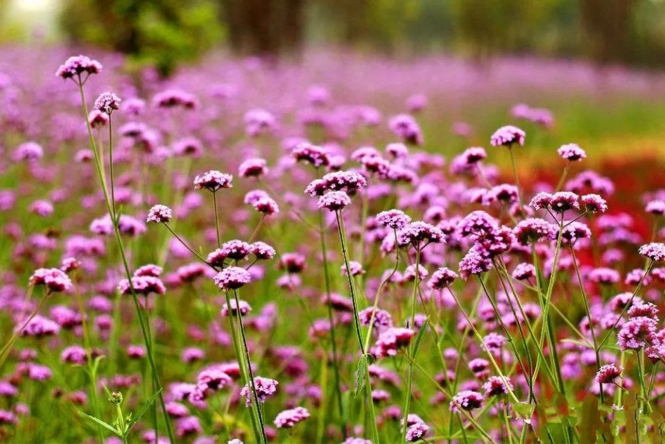 爱的祝福原唱版,爱的祝福男声版