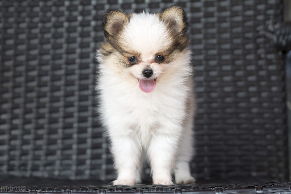 狗粮排名前十品牌哪种狗粮比较好,狗粮什么牌子比较合适新手吃