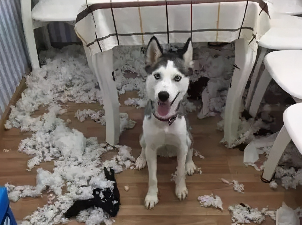 这几种狗狗千万别养,养这几种狗狗非富即贵