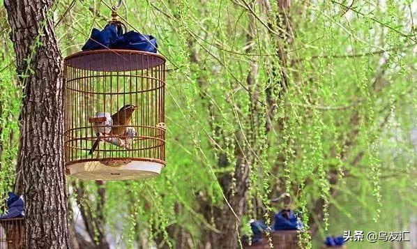 鸟友汇全部图片,鸟友汇视频