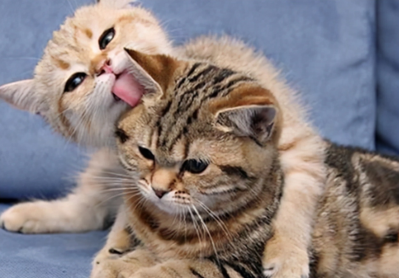 母猫交配后为什么会满地打滚，转过头攻击公猫？