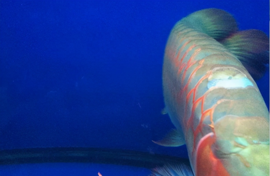 小龙鱼疾病,龙鱼突发疾病