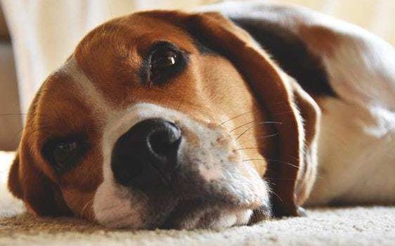 狗狗流鼻涕的症状和治疗,狗狗流鼻涕多久能好转正常