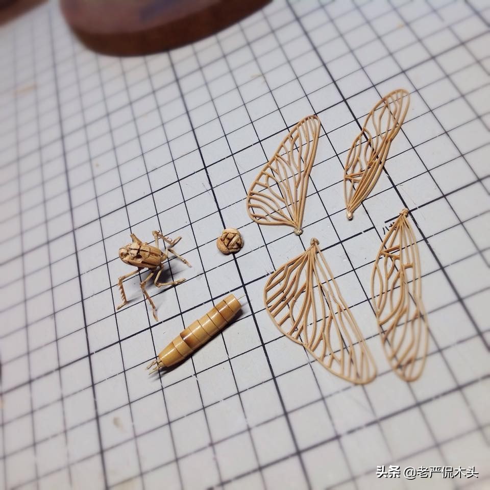 昆虫标本树脂竹节虫,昆虫标本制作竹节虫