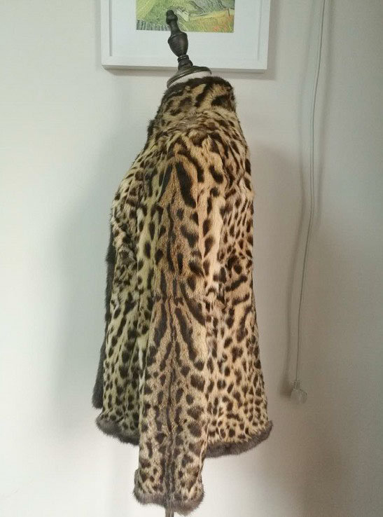 豹猫觅食咬死农户37只鸡,野生豹猫咬死家禽