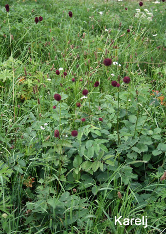 陆龟最喜欢的蔬菜,陆龟爱吃什么