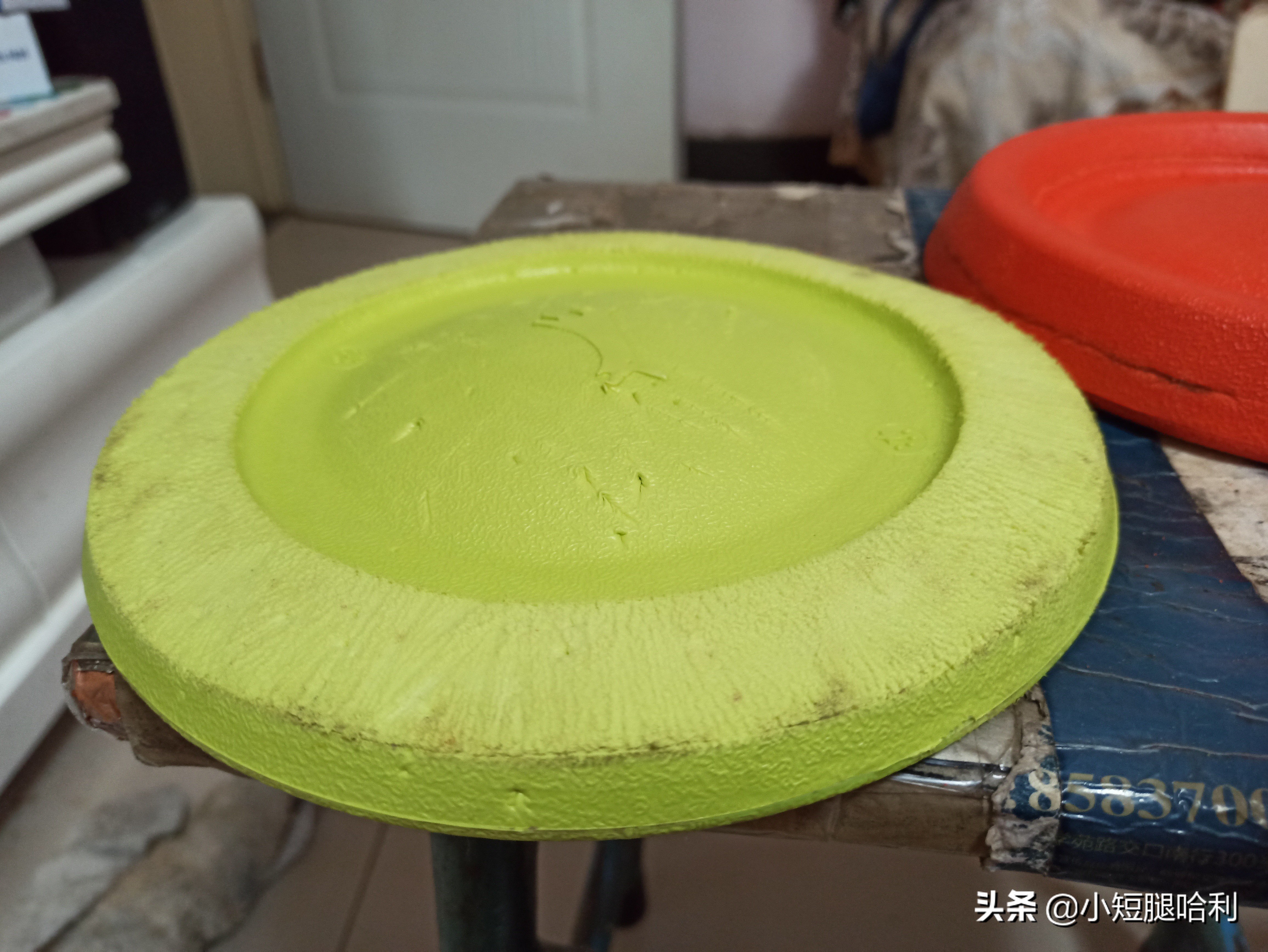 狗舍怎么养柯基,新手养狗适合养柯基吗