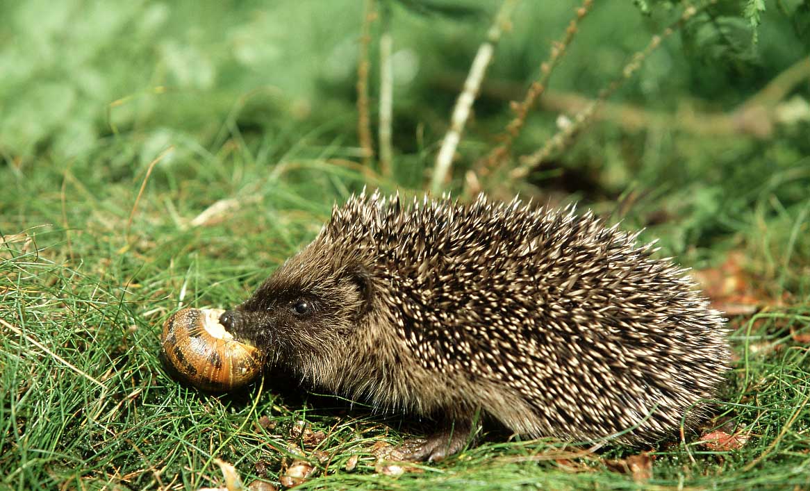 小刺猬奏鸣曲2,小刺猬奏鸣曲高清