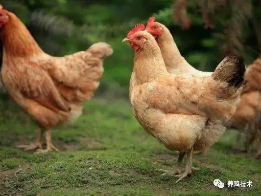 排黄色的粘稠物是什么原因,咳嗽黑便是什么原因