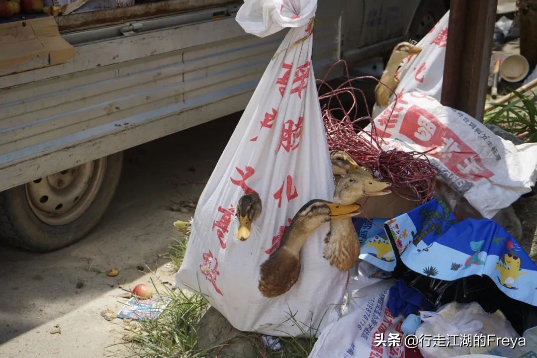 西双版纳傣族村寨赶集,西双版纳星期五赶集