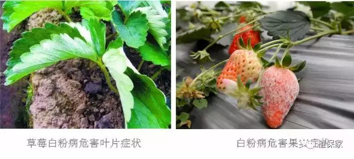 大棚草莓常见病虫害防治方法,南京地区草莓病虫害防治的现状