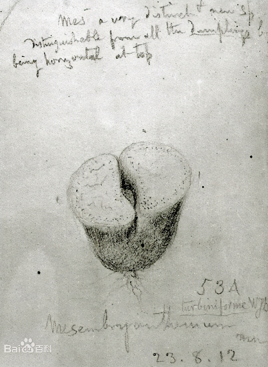 珍品生石花,绿宝石类生石花