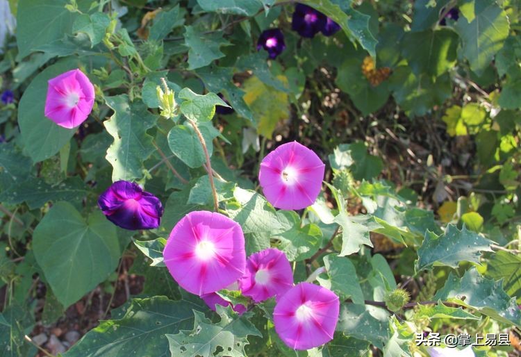 保定市骑行去狼牙山走哪条路线好,保定自驾易县狼牙山看云海