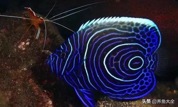 十大观赏鱼漂亮,最有价值的观赏鱼品种有哪些