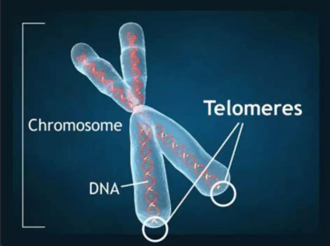 基因编辑治疗癌症新突破：浙大吕志民团队通过CRISPR抑制肿瘤生长