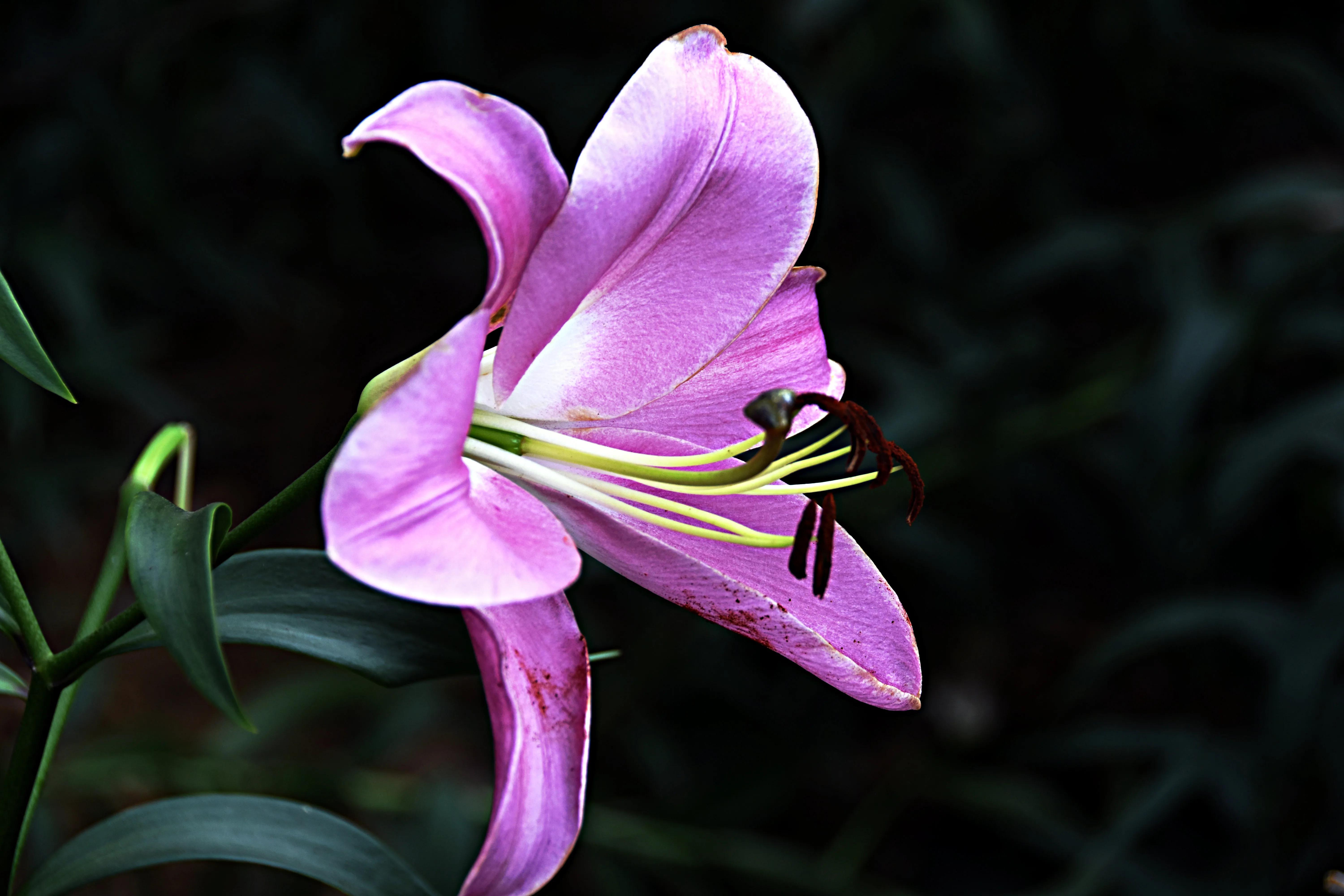 无锡梅园百合花节,无锡梅园的百合花开了