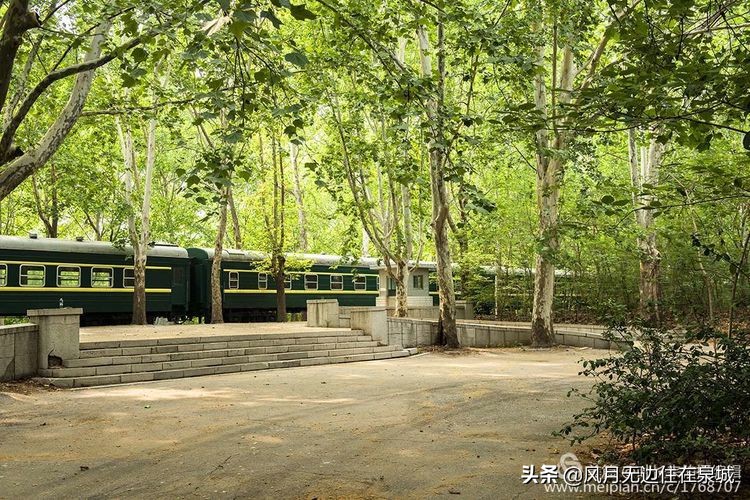 济南秋天的法国梧桐,济南一颗梧桐树