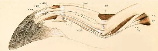 动物冬天为什么不冻脚,动物为什么能抵御寒冷