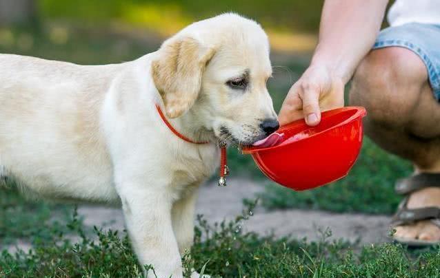 狗狗千万不能喝的六种水,狗狗吃多少巧克力会对身体有影响