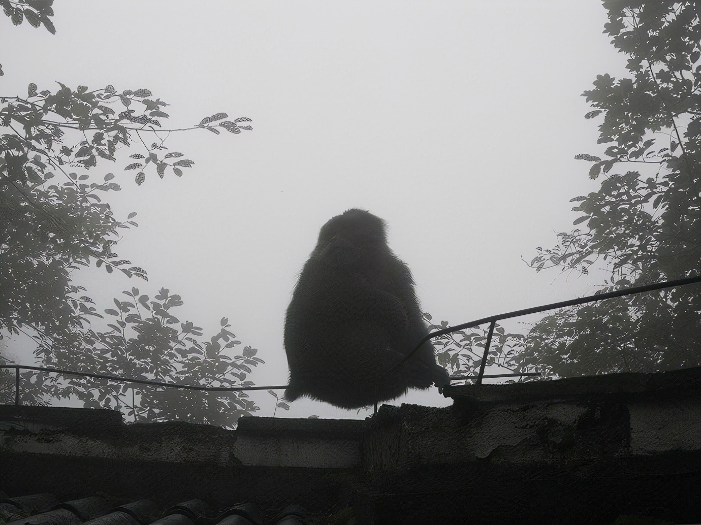 峨眉山防猴方法,峨眉山怎么防御猴子