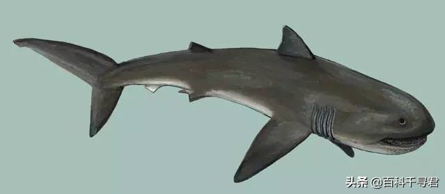 即将灭绝的五头鲨巨口鲨,趣科普最危险的鲨鱼远洋白鳍鲨
