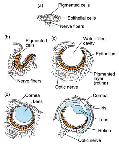 人的眼睛在动物界的水平,人的视力在动物界排名