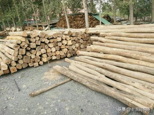 农村松木值钱吗,榆木有什么价值