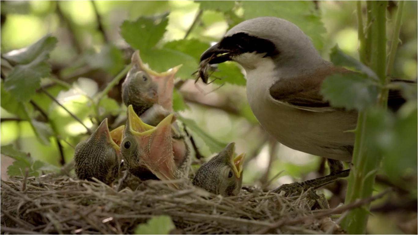 观赏地球的壮丽景观,看地球四季变换的视频