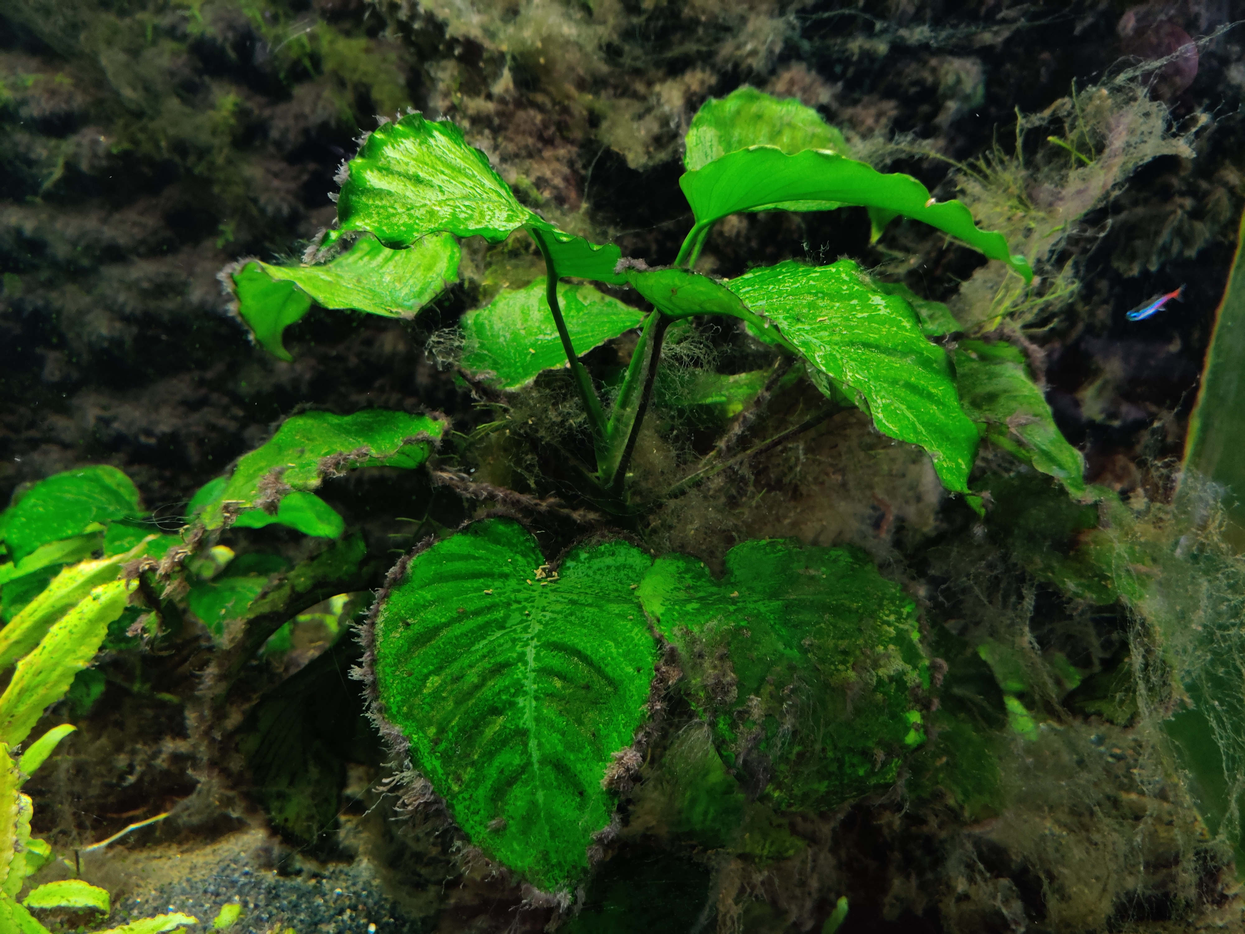 水草为什么会烂叶坏根,水草缸的水草怎样才能养好活