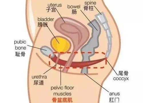 女性比男性更容易便秘，医生的解释你可能想不到