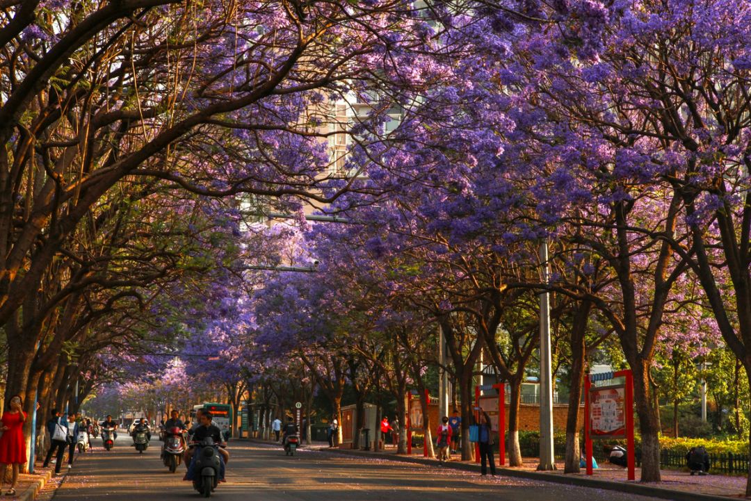 戴口罩的冬天太漫长，差点忘了中国的春天有多美