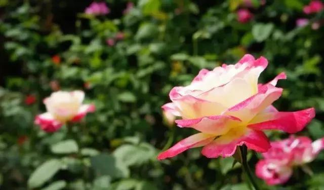 每天学习一点点——100种玫瑰品种科普