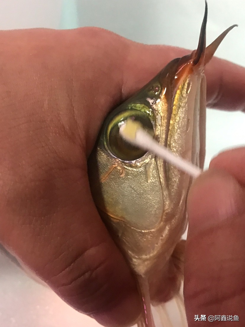 红龙最近老是蒙眼怎么办,红龙蒙眼用什么药最好