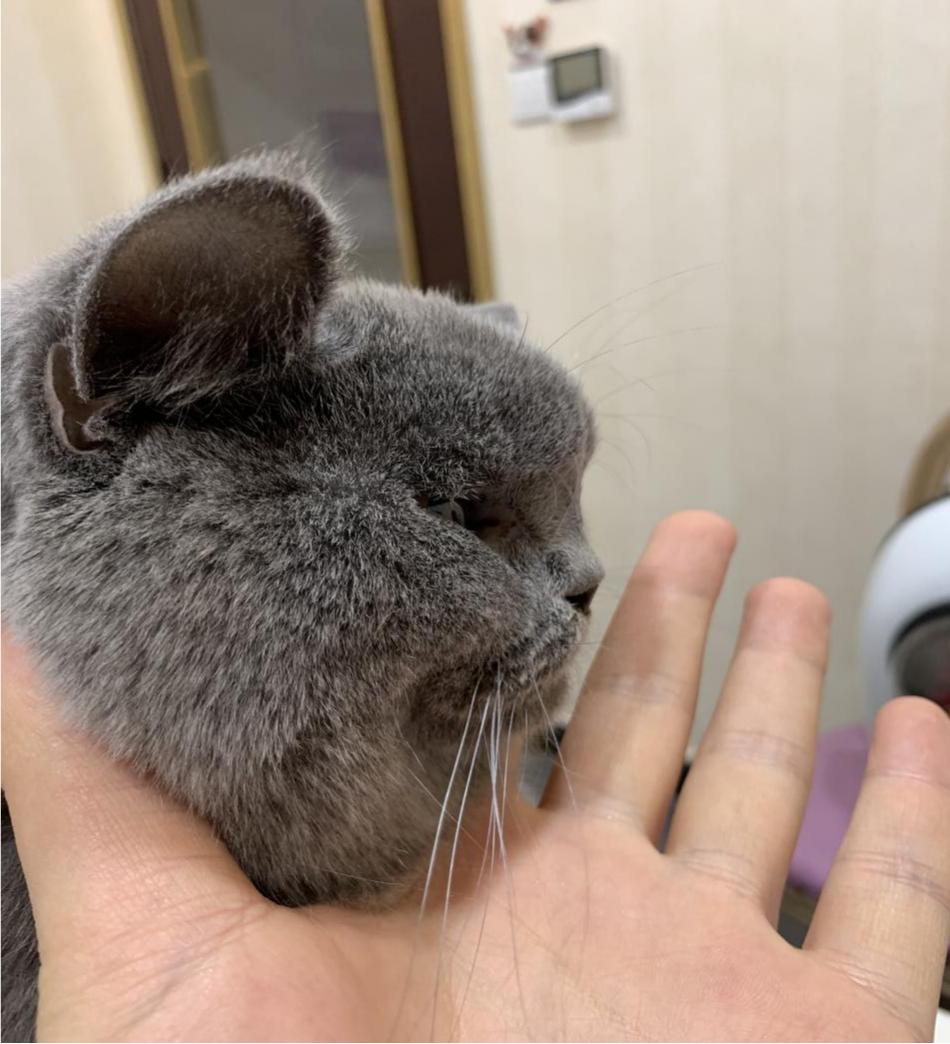 猫咪额头鼓起来软软的怎么回事,猫咪额头红怎么回事