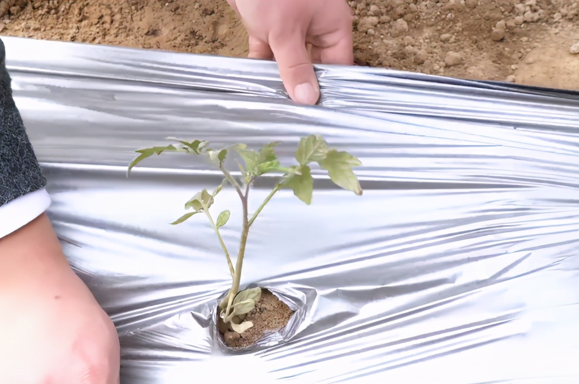 大棚地膜哪种最好用,大棚地膜黑色的和白色的哪种好