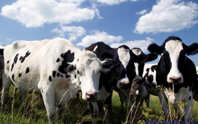 小型养殖有什么项目可以做,适合在农村养殖发展的项目