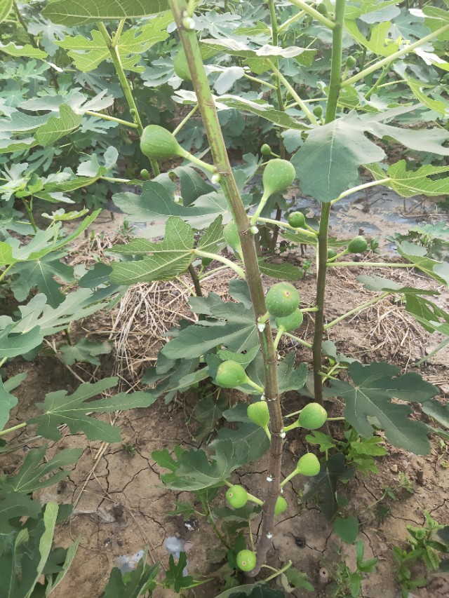 无花果裸根苗如何种植,无花果怎么培育新品种