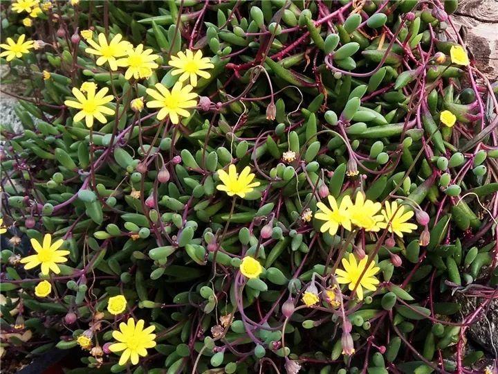 什么多肉夏天也可以继续生长,教你十大多肉养护技巧