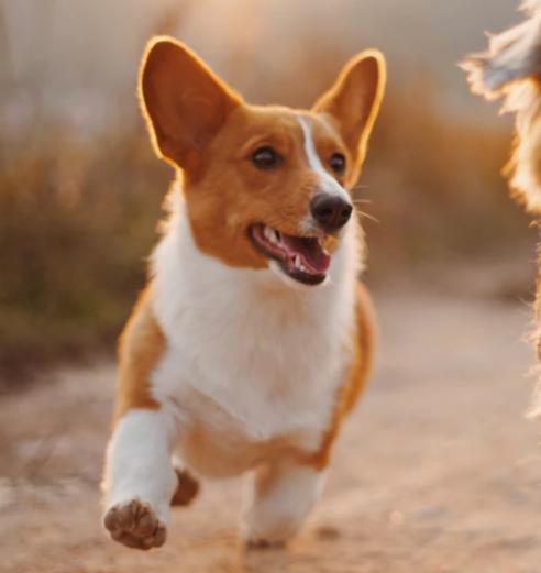 狗狗鼻子干燥变湿润了,狗狗鼻子干燥是生病了吗