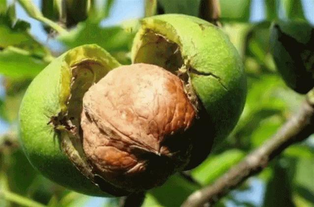 爬20米高用竹竿打下的这口“老树鲜核桃”，脆嫩鲜甜，别处买不到