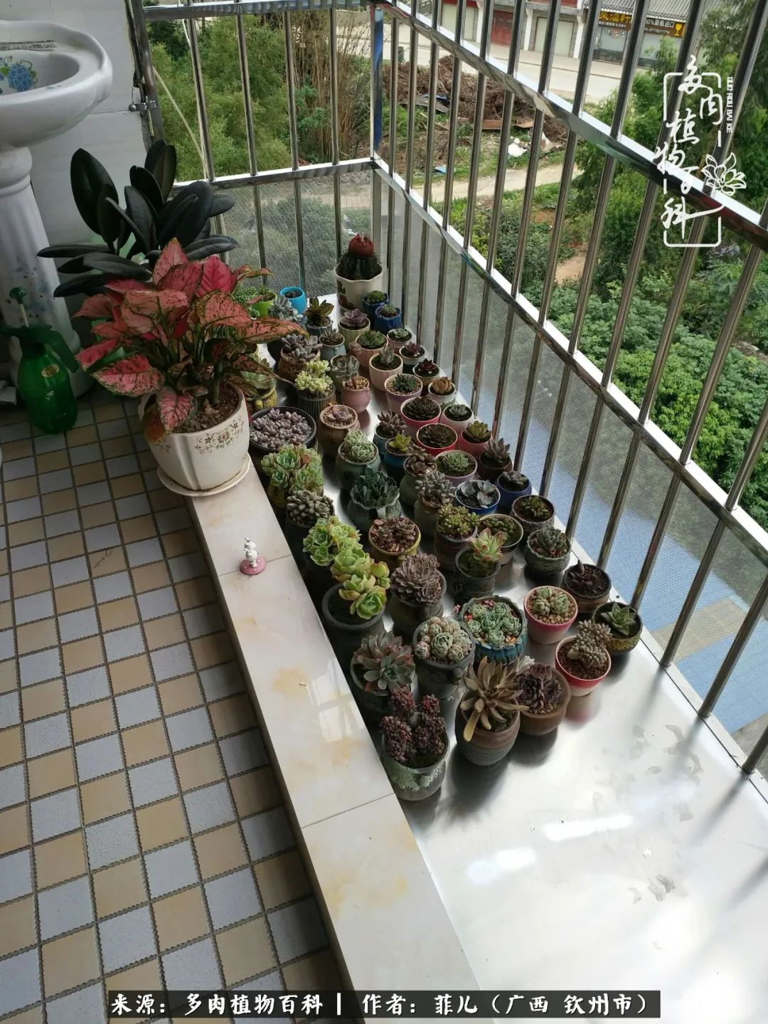 多肉相伴的感悟,与多肉为伴的时光真的很美好