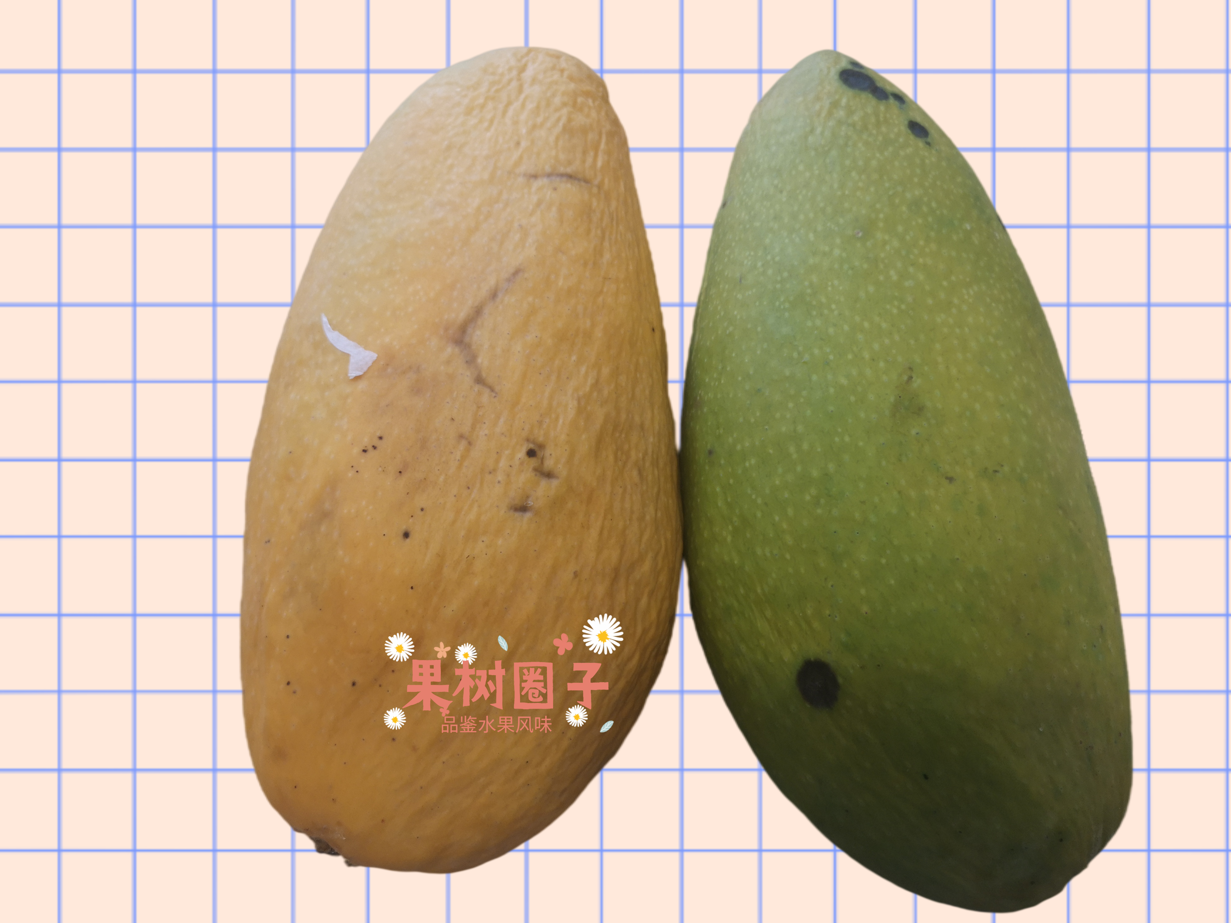 6大产地10种芒果大pk哪种最好吃,什么芒果4月份上市好吃