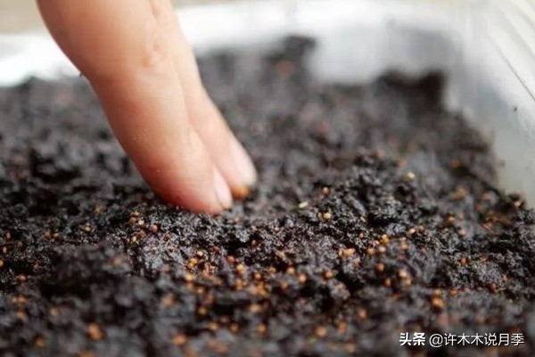 养好月季6大诀窍，附带配土、浇水、施肥详细教程。助你花开满园