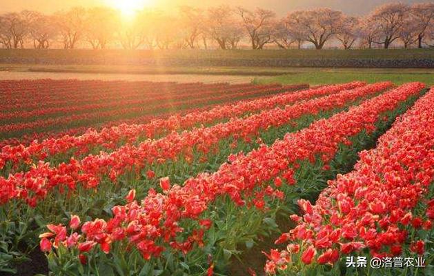 适合各种花卉的肥料,种植花卉常用哪些肥料