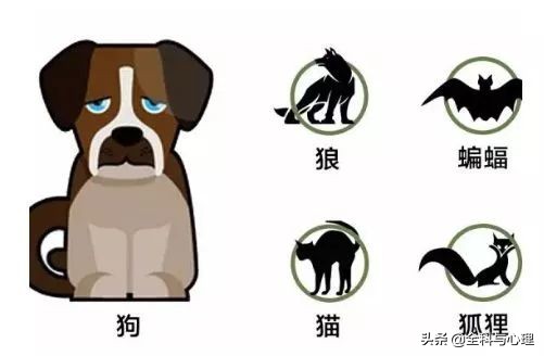 被猫抓伤要不要打狂犬病疫苗,打狂犬病疫苗四个月又被猫抓伤