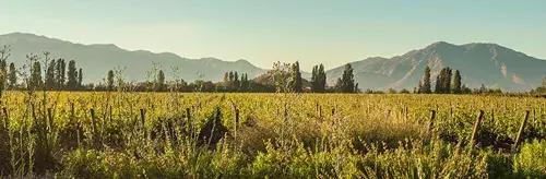 智利名庄酿乐 (智利名庄有哪些)