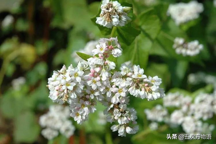 很多粮食作物原产南美洲,中国第一大粮食作物